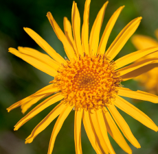 Arnica Flower