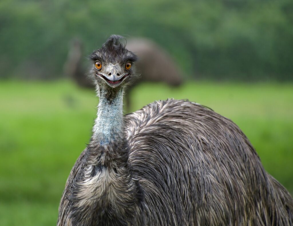 benefits of Emu Oil