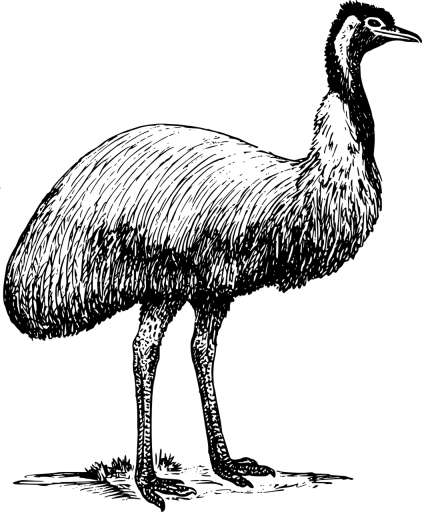 benefits of Emu Oil