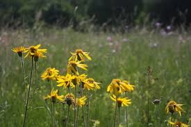 Benefits of Arnica Creams