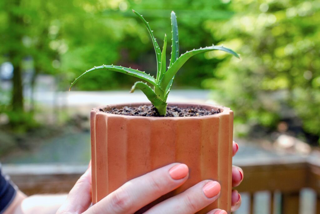 Aloe Vera Gel